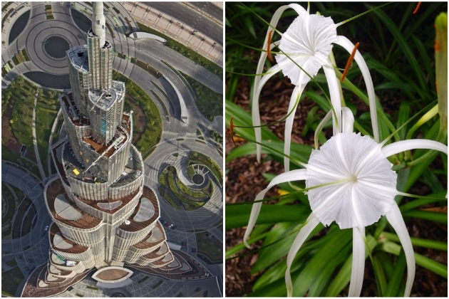 The design inspiration of the Burj Khalifa, captured with a Hymenocallis flower, the architectural muse of this iconic skyscraper.