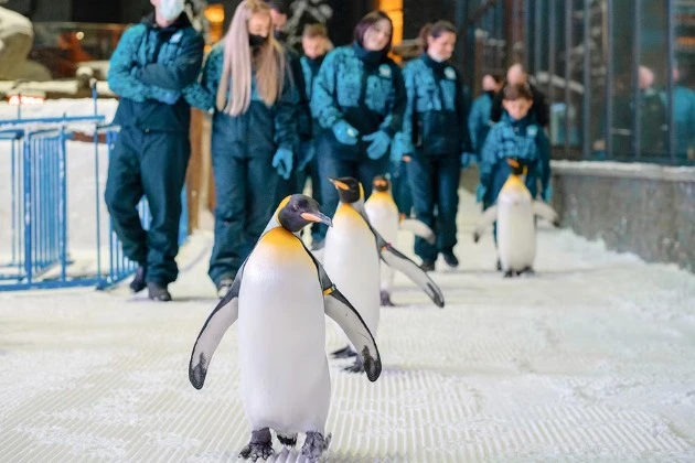 Adorable penguins greeting visitors up close